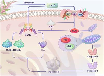 Lanatoside C decelerates proliferation and induces apoptosis through inhibition of STAT3 and ROS-mediated mitochondrial membrane potential transformation in cholangiocarcinoma